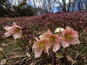 MONTE ZUCCO (1232 m) ad anello da casa-Zogno (300 m) con festa di fiori (17mar21)  - FOTOGALLERY